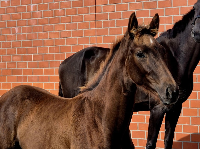 Hanoverian Mare 1 year 16,2 hh Chestnut in Ochtersum