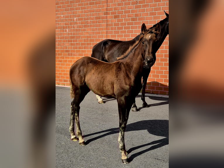 Hanoverian Mare 1 year 16,2 hh Chestnut in Ochtersum