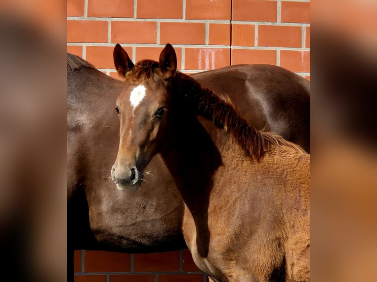 Hanoverian Mare 1 year 16,2 hh Chestnut in Ochtersum