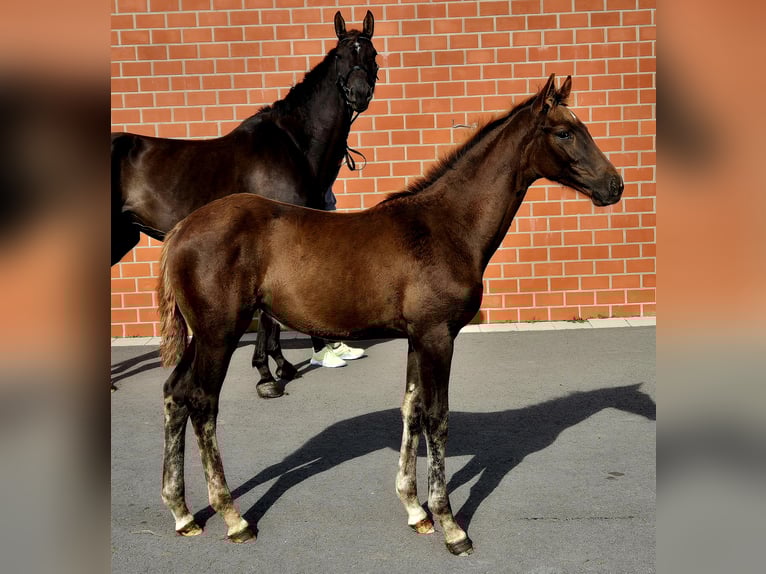 Hanoverian Mare 1 year 16,2 hh Chestnut in Ochtersum