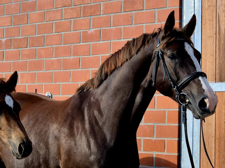 Hanoverian Mare 1 year 16,2 hh Chestnut in Ochtersum