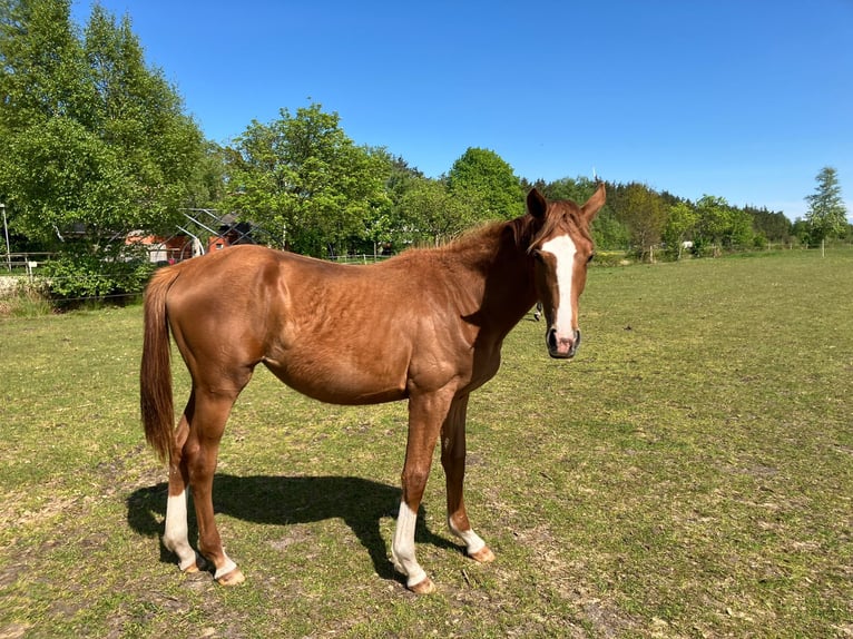 Hanoverian Mare 1 year 16,2 hh Chestnut-Red in S&#xFC;dbrookmerland Victorbur