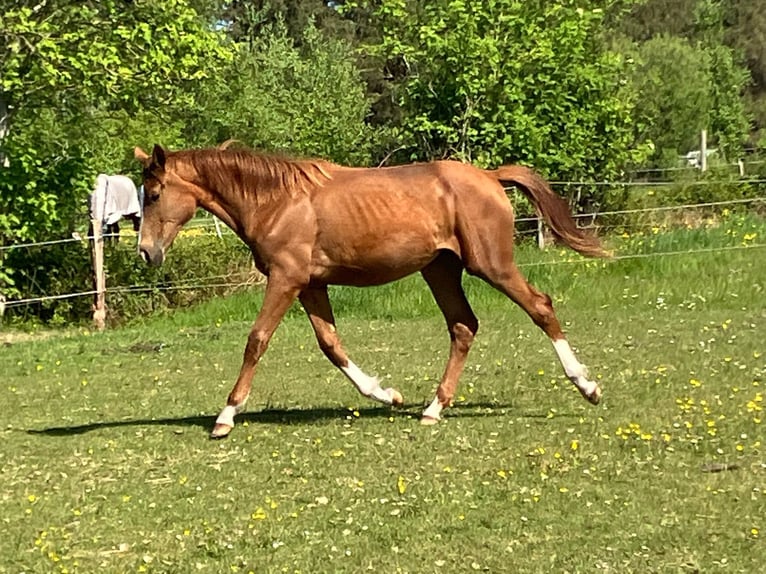 Hanoverian Mare 1 year 16,2 hh Chestnut-Red in S&#xFC;dbrookmerland Victorbur