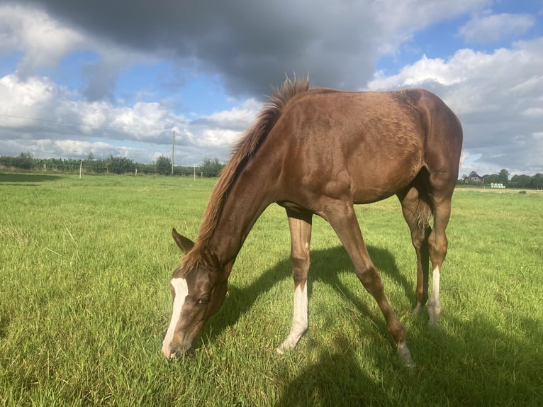Hanoverian Mare 1 year 16,2 hh Chestnut-Red in S&#xFC;dbrookmerland Victorbur