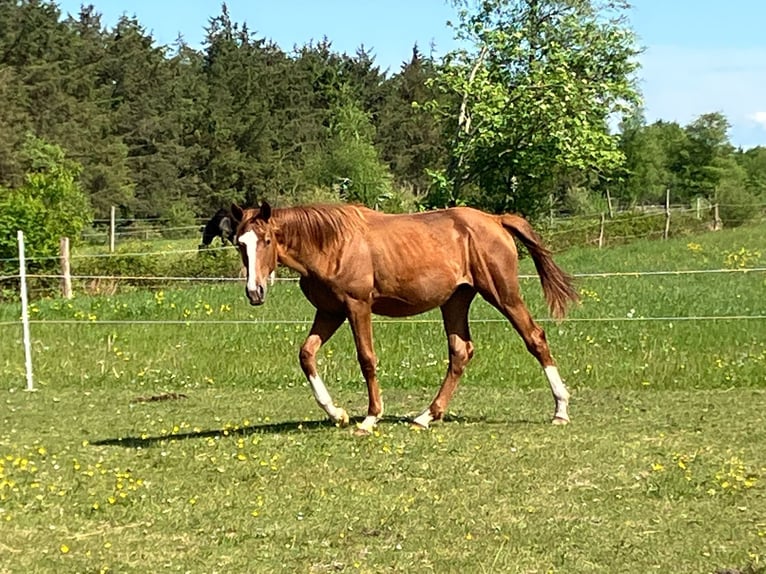 Hanoverian Mare 1 year 16,2 hh Chestnut-Red in S&#xFC;dbrookmerland Victorbur