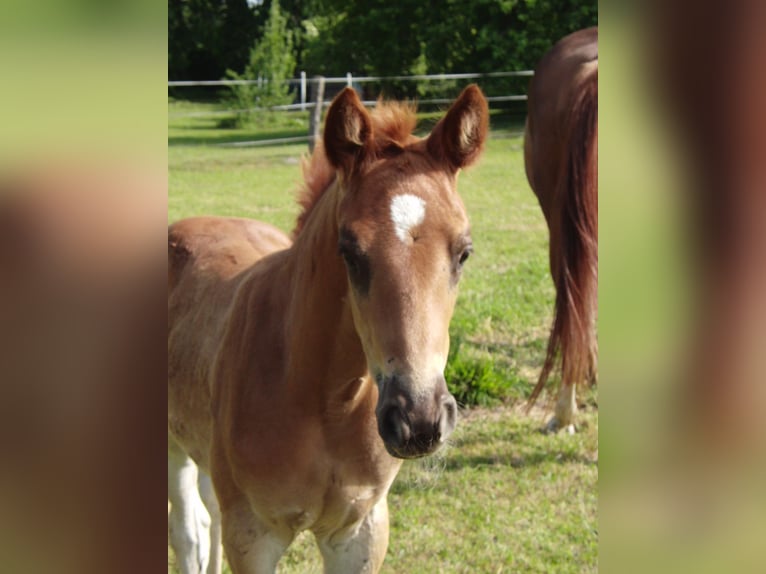 Hanoverian Mare 1 year 16,2 hh Chestnut-Red in Rehden
