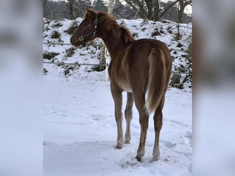 Hanoverian Mare 1 year 16,2 hh Chestnut-Red in Rehden