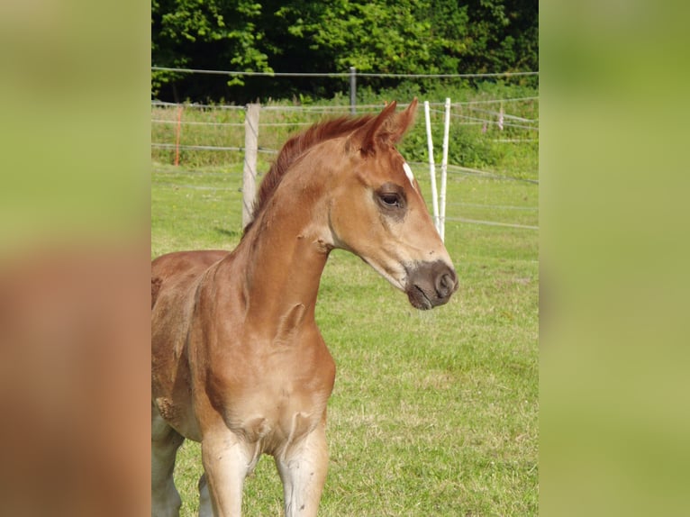 Hanoverian Mare 1 year 16,2 hh Chestnut-Red in Rehden