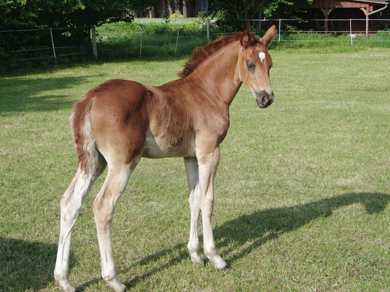 Hanoverian Mare 1 year 16,2 hh Chestnut-Red in Rehden