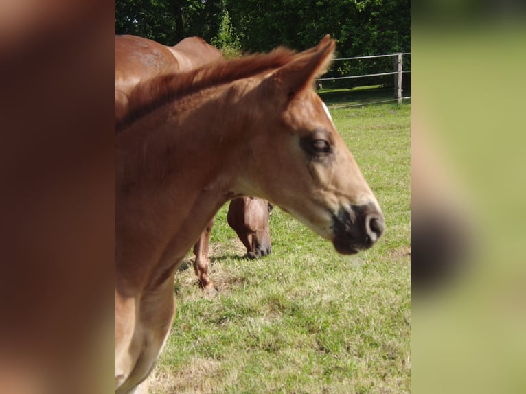 Hanoverian Mare 1 year 16,2 hh Chestnut-Red in Rehden