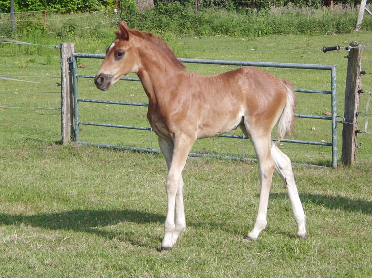 Hanoverian Mare 1 year 16,2 hh Chestnut-Red in Rehden