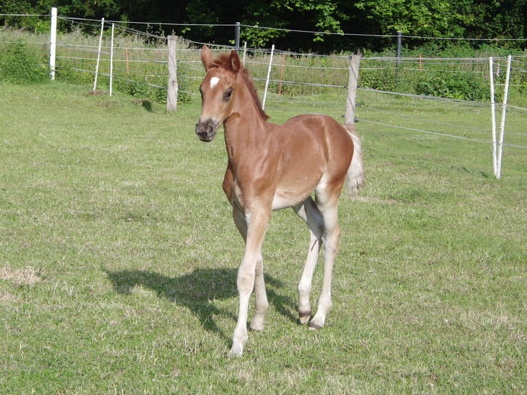Hanoverian Mare 1 year 16,2 hh Chestnut-Red in Rehden