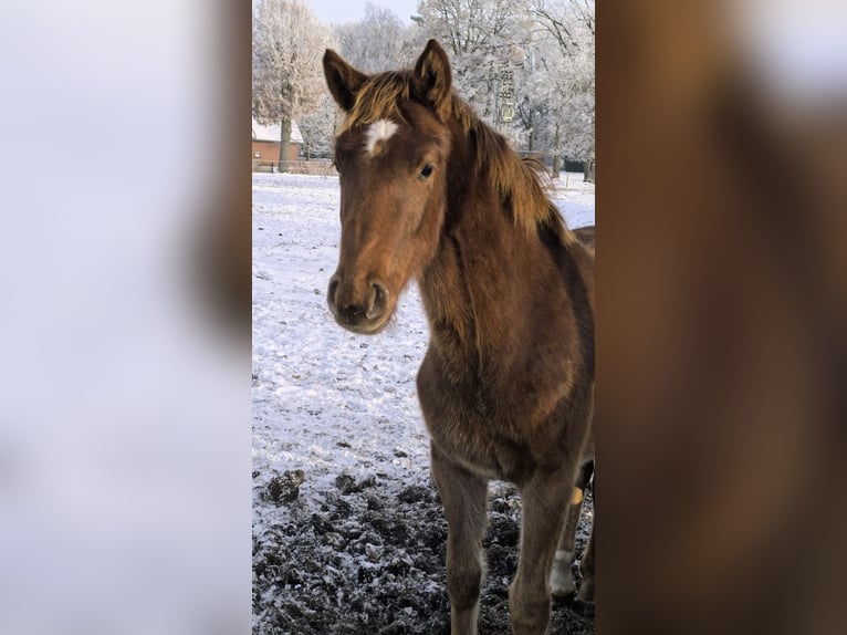 Hanoverian Mare 1 year 16,2 hh Chestnut-Red in Rehden
