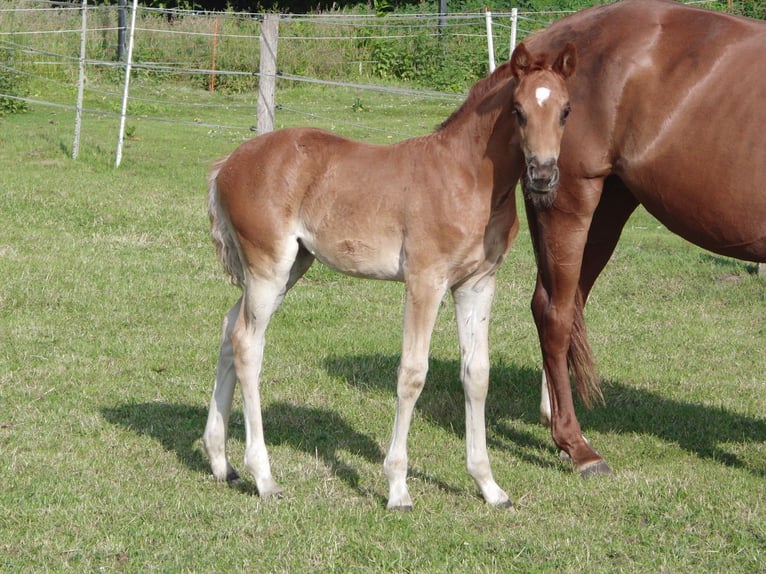 Hanoverian Mare 1 year 16,2 hh Chestnut-Red in Rehden