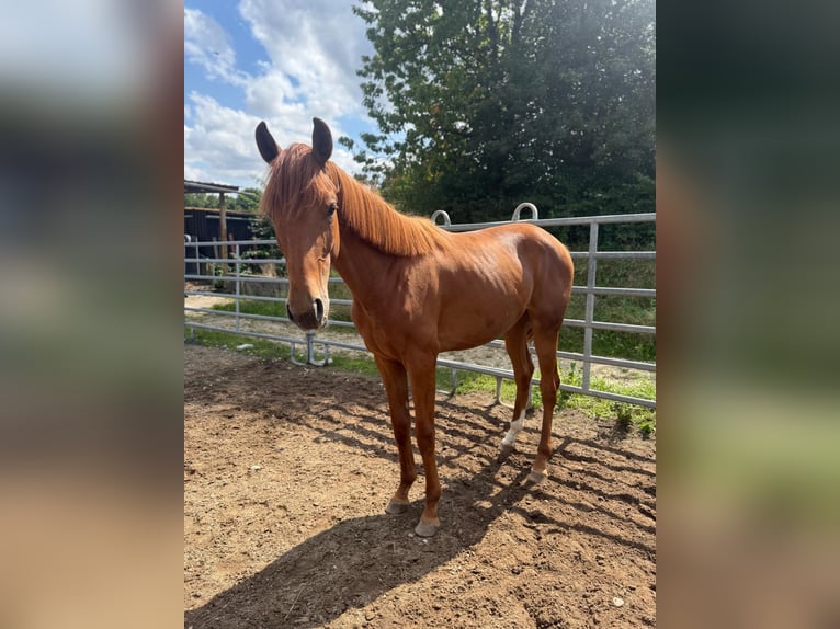 Hanoverian Mare 1 year 16,2 hh Chestnut-Red in Nersingen