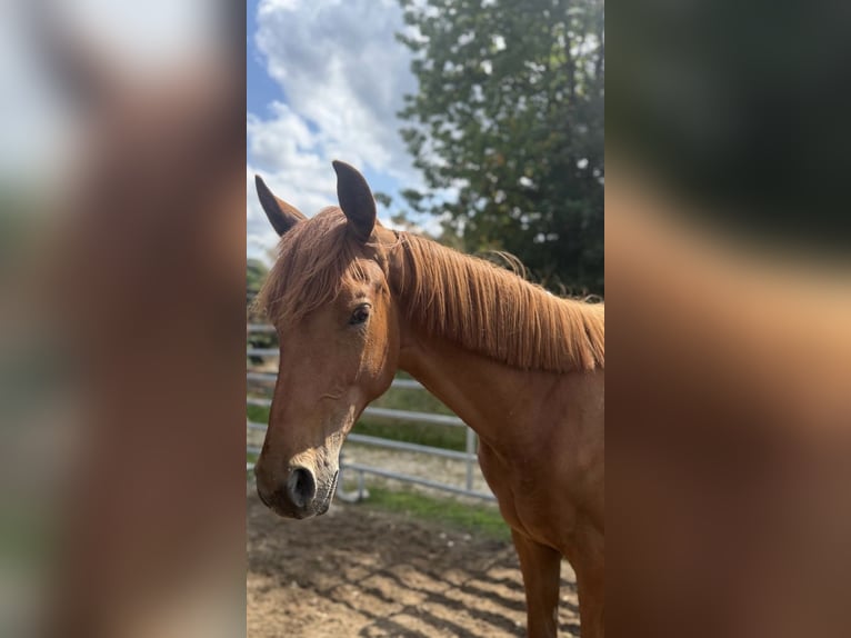 Hanoverian Mare 1 year 16,2 hh Chestnut-Red in Nersingen