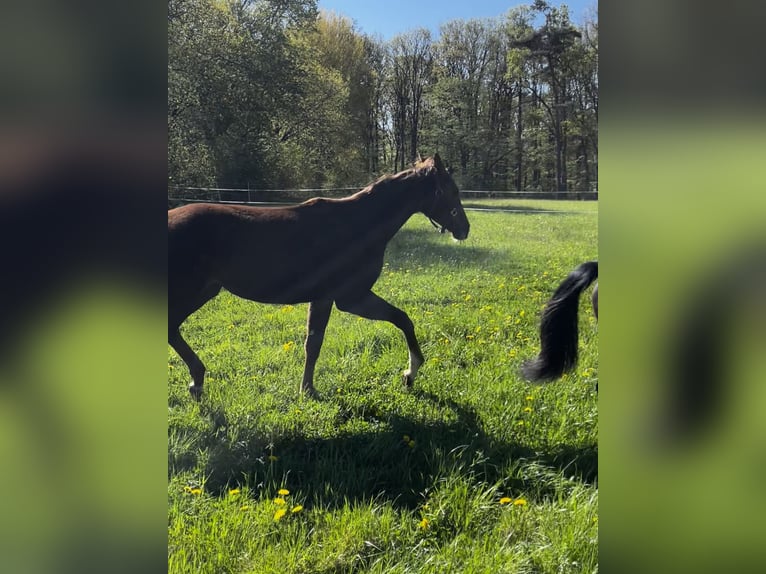 Hanoverian Mare 1 year 16,2 hh Chestnut-Red in Neukirchen