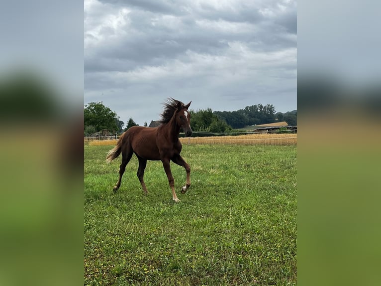 Hanoverian Mare 1 year 16,2 hh Chestnut-Red in Neukirchen