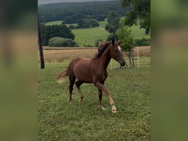 Hanoverian Mare 1 year 16,2 hh Chestnut-Red in Neukirchen