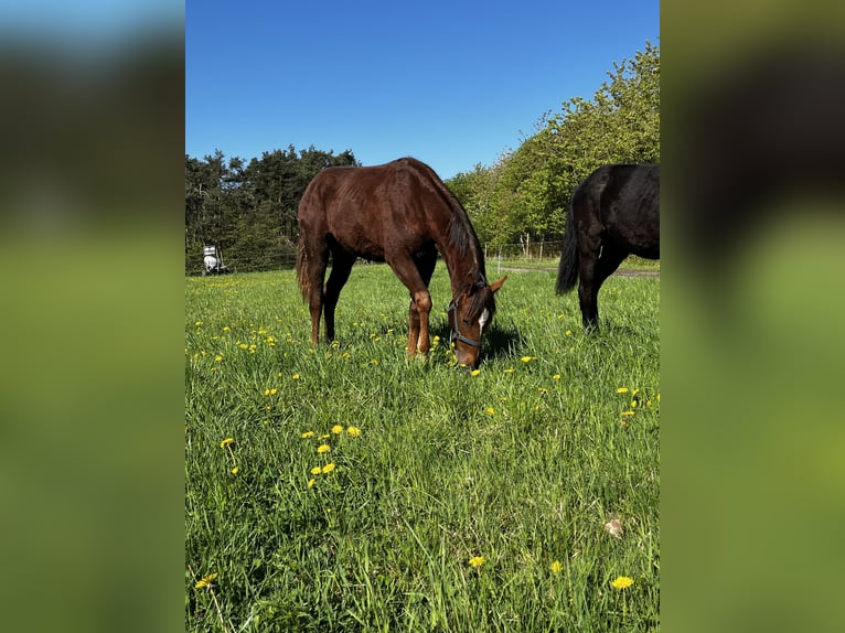 Hanoverian Mare 1 year 16,2 hh Chestnut-Red in Neukirchen