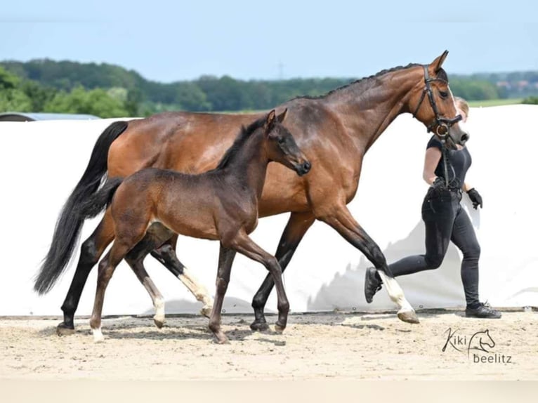 Hanoverian Mare 1 year 16,3 hh Bay-Dark in Königslutter am Elm