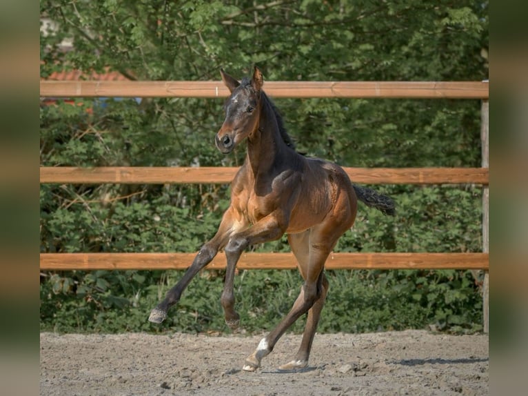 Hanoverian Mare 1 year 16,3 hh Bay-Dark in Königslutter am Elm