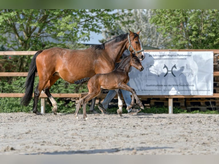 Hanoverian Mare 1 year 16,3 hh Bay-Dark in Königslutter am Elm