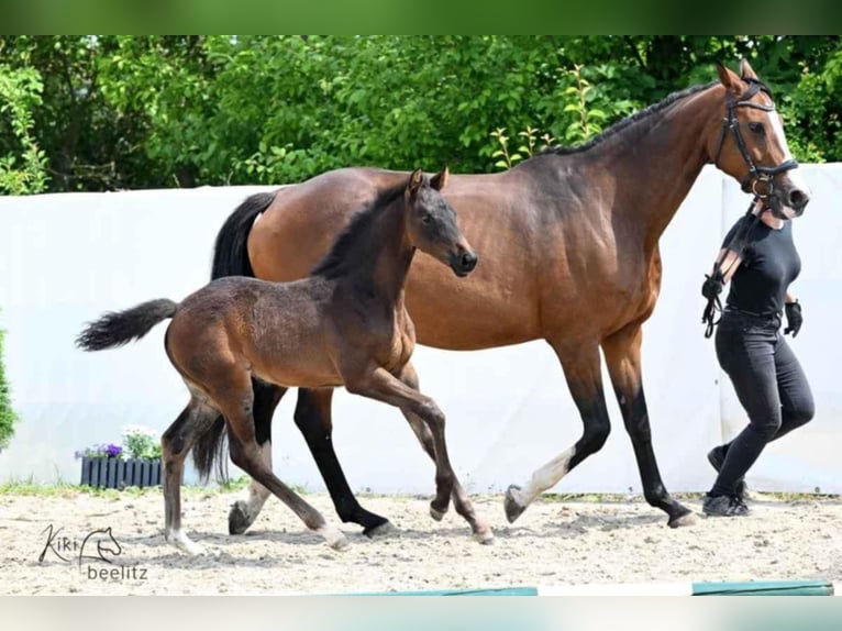 Hanoverian Mare 1 year 16,3 hh Bay-Dark in Königslutter am Elm