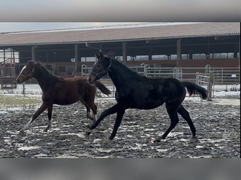 Hanoverian Mare 1 year 16,3 hh Bay-Dark in Langwedel