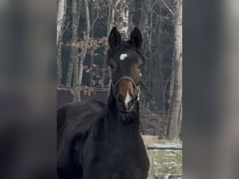 Hanoverian Mare 1 year 16,3 hh Bay-Dark in Langwedel
