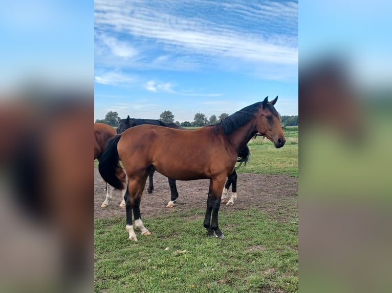 Hanoverian Mare 1 year 16,3 hh Brown in M&#xFC;hlenberge