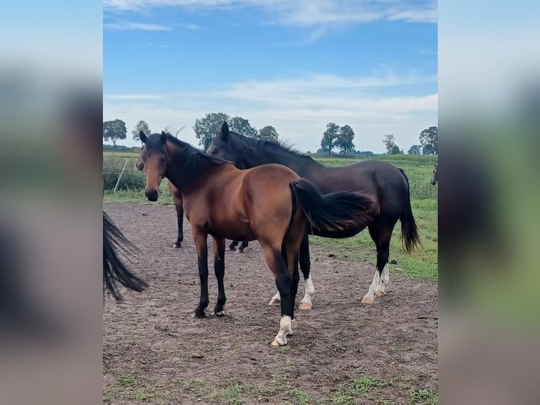 Hanoverian Mare 1 year 16,3 hh Brown in M&#xFC;hlenberge