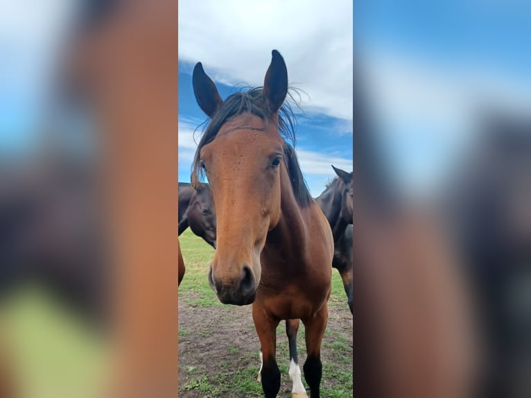 Hanoverian Mare 1 year 16,3 hh Brown in M&#xFC;hlenberge