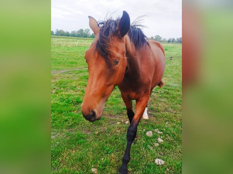 Hanoverian Mare 1 year 16,3 hh Brown in M&#xFC;hlenberge