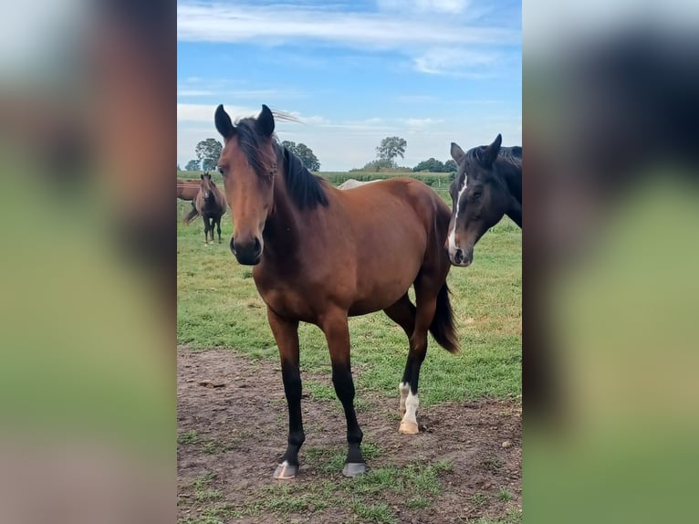 Hanoverian Mare 1 year 16,3 hh Brown in M&#xFC;hlenberge