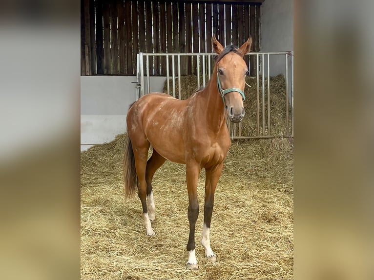 Hanoverian Mare 1 year 16,3 hh Brown in Gro&#xDF;ostheim