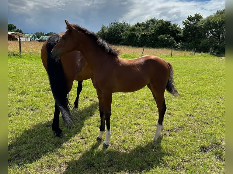 Hanoverian Mare 1 year 16,3 hh Brown in Gro&#xDF;ostheim