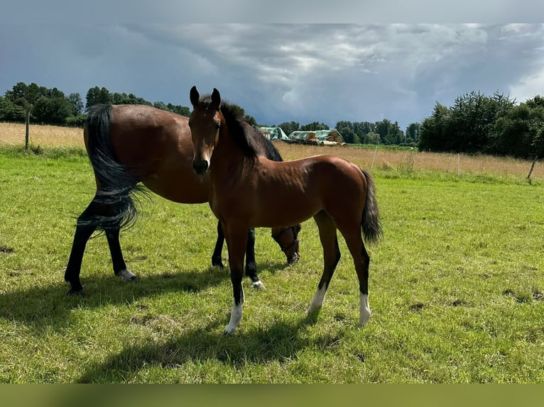 Hanoverian Mare 1 year 16,3 hh Brown in Gro&#xDF;ostheim