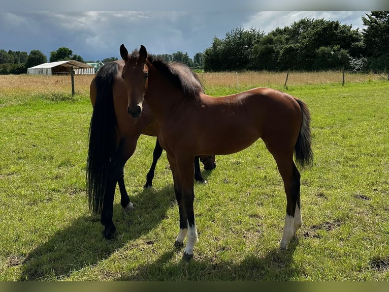 Hanoverian Mare 1 year 16,3 hh Brown in Gro&#xDF;ostheim