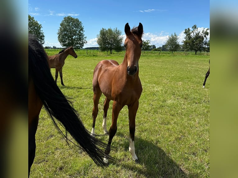 Hanoverian Mare 1 year 16,3 hh Brown in Gro&#xDF;ostheim