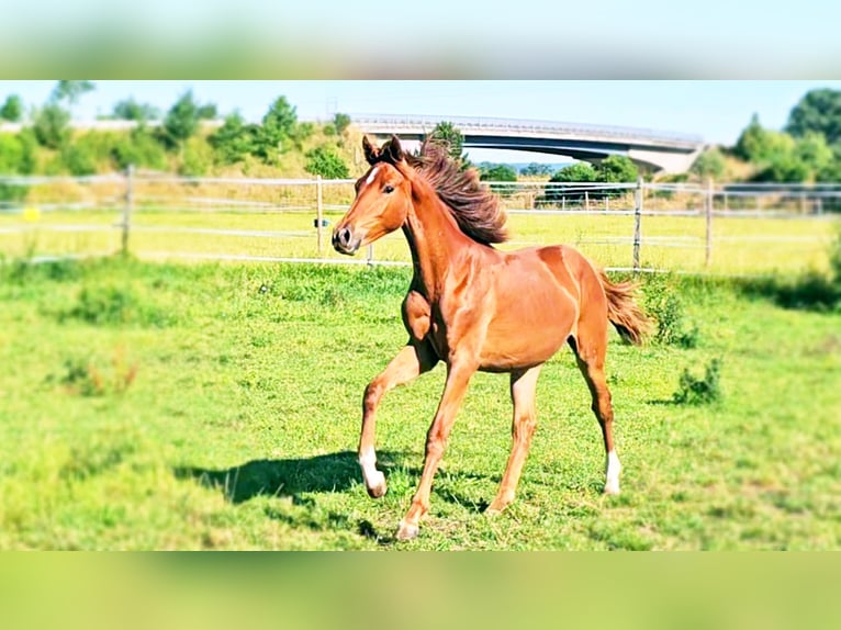 Hanoverian Mare 1 year 16,3 hh Chestnut-Red in Langenau
