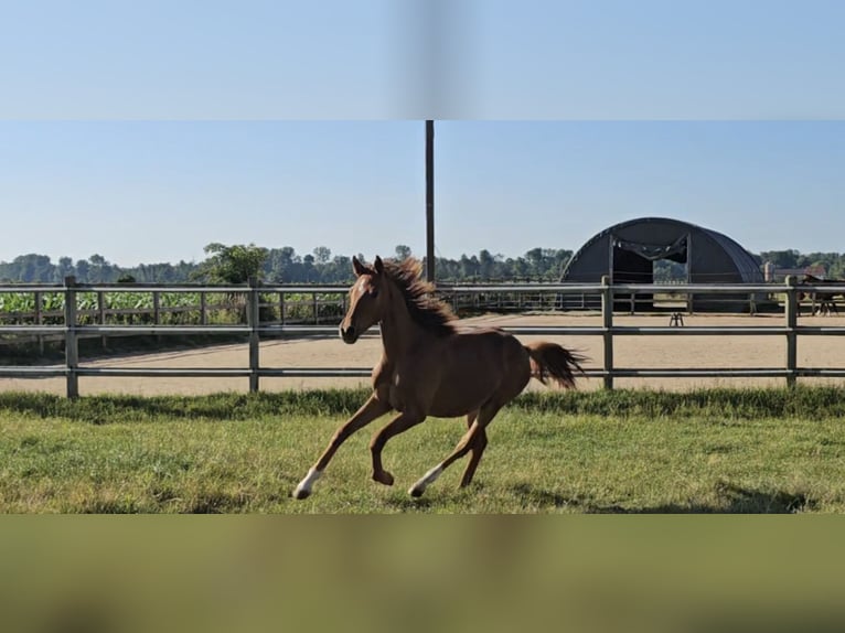 Hanoverian Mare 1 year 16,3 hh Chestnut-Red in Langenau