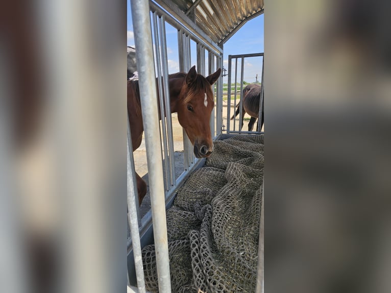 Hanoverian Mare 1 year 16,3 hh Chestnut-Red in Langenau