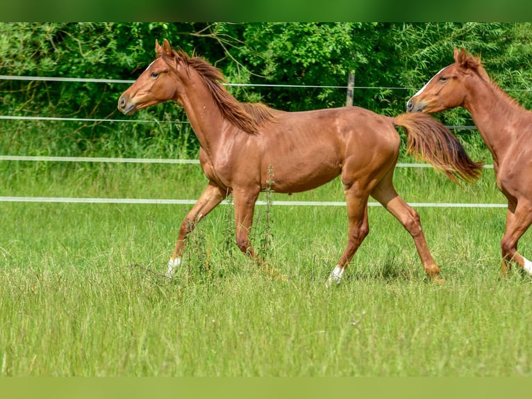 Hanoverian Mare 1 year 16,3 hh Chestnut-Red in Langenau