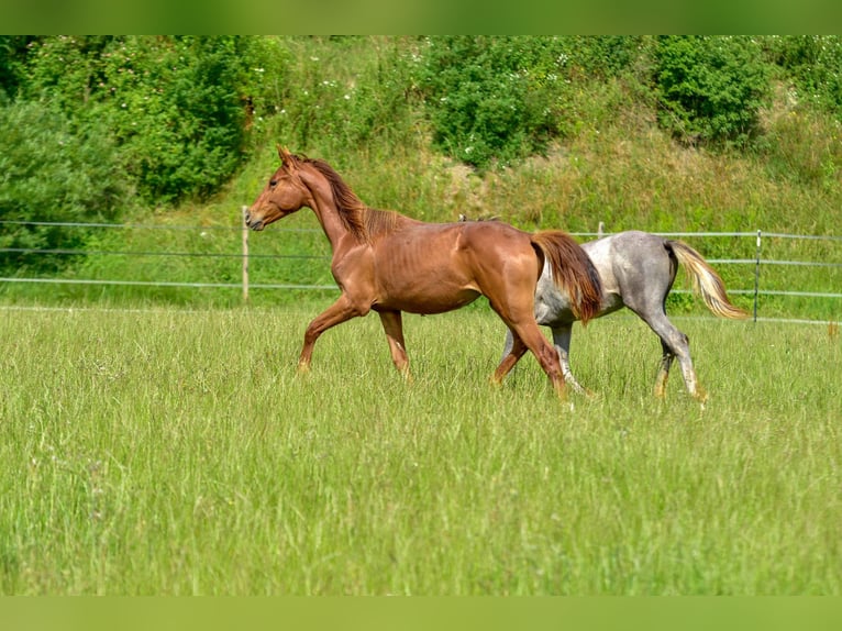 Hanoverian Mare 1 year 16,3 hh Chestnut-Red in Langenau