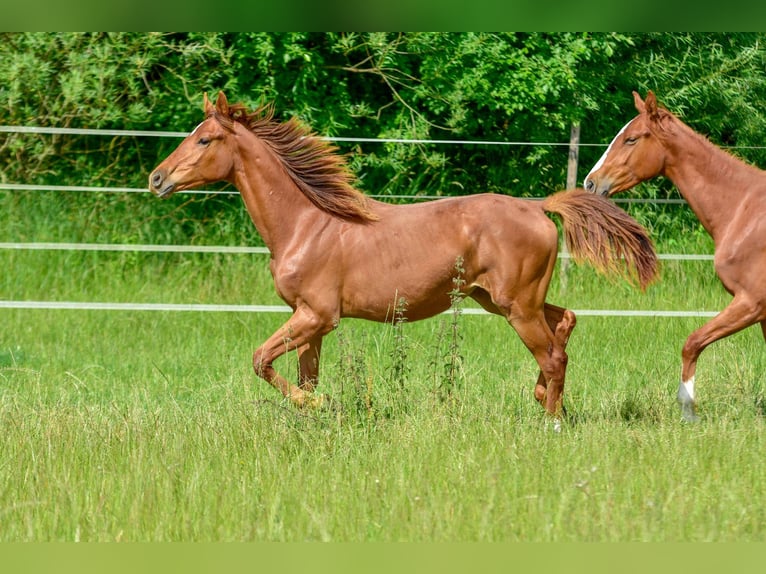 Hanoverian Mare 1 year 16,3 hh Chestnut-Red in Langenau