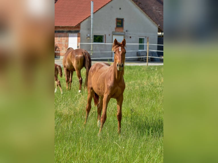 Hanoverian Mare 1 year 16,3 hh Chestnut-Red in Langenau