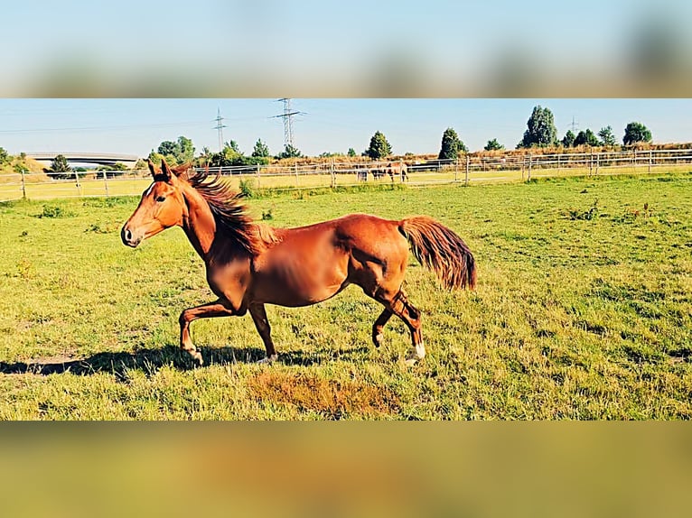 Hanoverian Mare 1 year 16,3 hh Chestnut-Red in Langenau