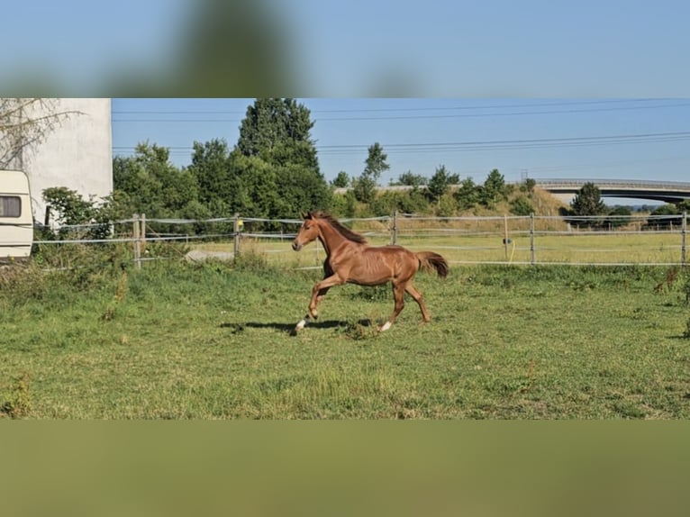 Hanoverian Mare 1 year 16,3 hh Chestnut-Red in Langenau