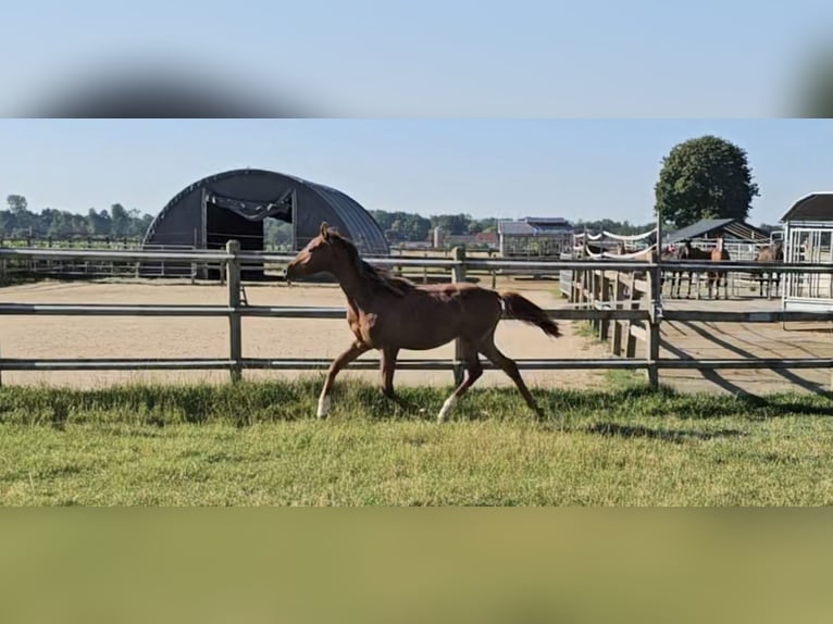Hanoverian Mare 1 year 16,3 hh Chestnut-Red in Langenau